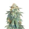 Dutch Passion Orange Bud Cannabis Samen