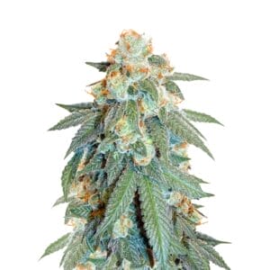 Dutch Passion Orange Bud Cannabis Samen