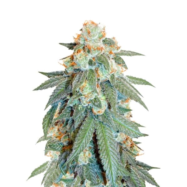 Dutch Passion Orange Bud Cannabis Samen