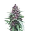 Dutch Passion Shaman Cannabis Samen
