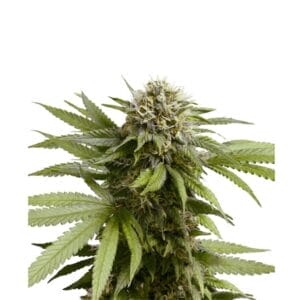 Royal Queen Seeds Apple Fritter Cannabis Samen