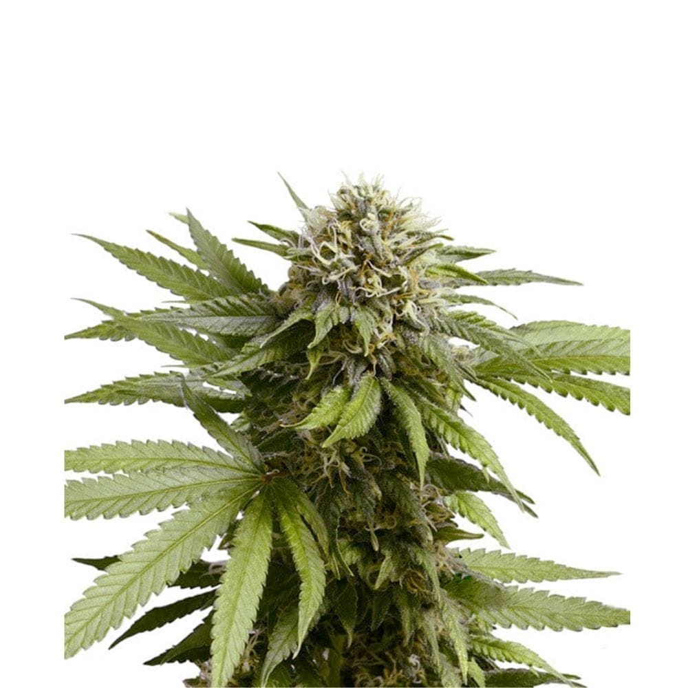 Royal Queen Seeds Apple Fritter Cannabis Samen Auto Flowering - Royal Queen Apple Fritter Auto Feminised Royal Queen Seeds Apple Fritter Cannabis Samen