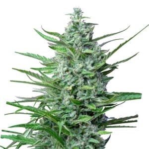 Royal Queen Seeds Special Kush 1 Cannabis Samen