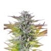 Royal Queen Seeds Watermelon Cannabis Samen Full Season - Royal Queen Watermelon Royal Queen Seeds Watermelon Cannabis Samen