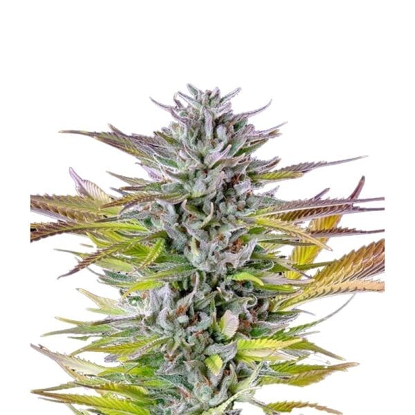 Royal Queen Seeds Watermelon Cannabis Samen