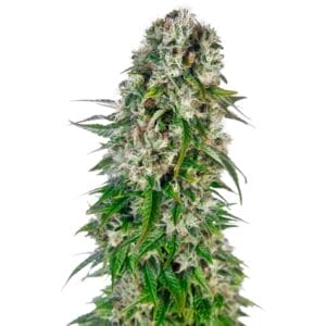 Sensi Seeds Big Bud Cannabis Samen