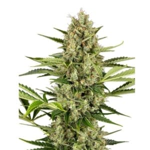 Sensi Seeds Jack Herer Cannabis Samen