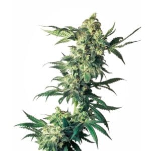 Sensi Seeds Northern Lights Cannabis Samen