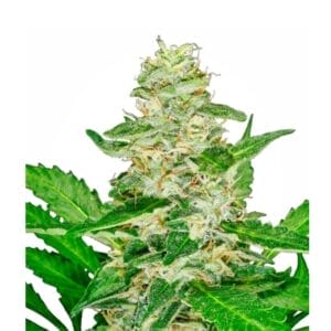 Sensi Seeds Super Skunk Cannabis Samen