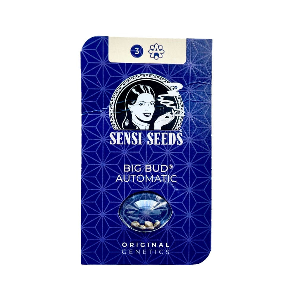 Sensi Seeds Big Bud Cannabis Samen Auto Flowering - Sensi Seeds Big Bud Sensi Seeds Big Bud Cannabis Samen Auto Flowering – Bild 2